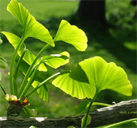 ginkgo-leaves