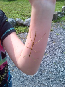 A stick bug joins in the fun on Jessica Spirak's arm!